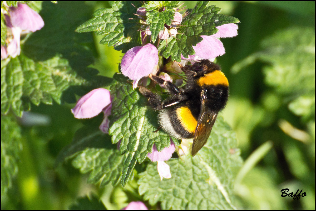 Bombus terrestris